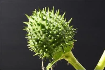 Quelle famille de plantes produit aussi bien des varits potagres comme la tomate, l'aubergine, la pomme de terre, que des espces extrmement toxiques, comme le tabac, la belladone, le datura...