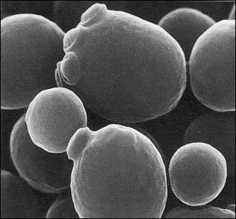 De quoi est compose la levure dite  de boulanger , servant  la fabrication du pain ?