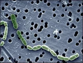  quoi est due la fermentation malolactique des vins ?