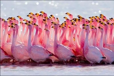 J'ai dj fait le coup une fois, et a a plutt bien fonctionn, je vais donc en remettre une couche : Ces oiseaux sont des flamands roses !