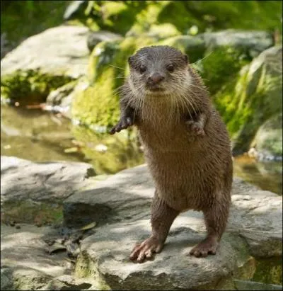 Si vous agrandissez la photo, vous serez d'accord avec moi, c'est bien une loutre !