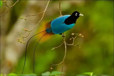Pour admirer un oiseau de Paradis, vous devez aller en Papouasie Nouvelle-Guinée !