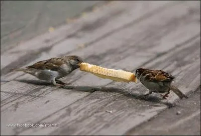 Cette photo vous prouve, sans contestation possible, que les grives adorent le pain !