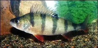 Dans quel milieu vit la perche ?