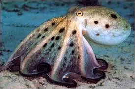 Dans quel milieu vit la poulpe ?