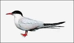 Dans quel milieu vit la sterne ?