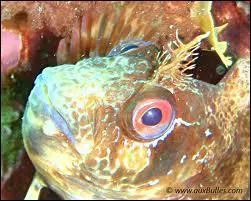 Dans quel milieu vit la blennie ?