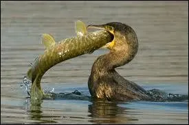 Dans quel milieu vit le cormoran ?