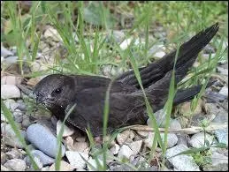 Dans quel milieu vit le martinet noir ?