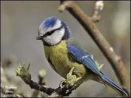 Dans quel milieu vit la msange bleue ?