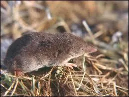 Dans quel milieu vit la musaraigne ?