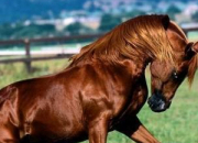 Quiz Le cheval, quel bel animal !