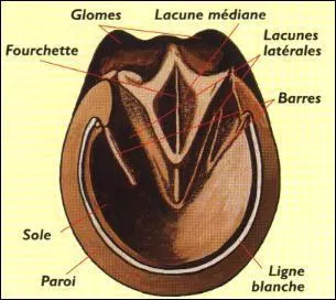 A quel galop doit-on savoir les parties du sabot et du fer  cheval ?