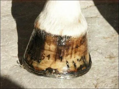 Quand on graisse les sabots du cheval, on commence par ...