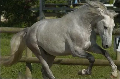 Comment sait-on si on galope sur le bon pied ?
