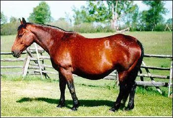 Combien de temps dure la gestation d'une jument ?