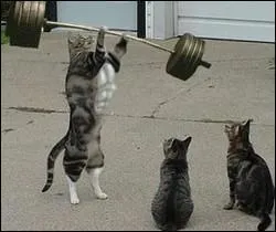 C'est son haltre qui va tomber sur sa tte ! Les Gaulois avaient-ils vraiment peur que le ciel leur tombe sur la tte ?