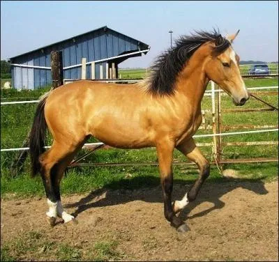 Quelle est la robe de ce cheval ?