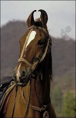 Quelle est la race de ce cheval ?