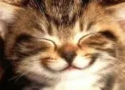 Quiz L'tonnant monde animal !