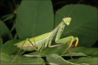 La mante religieuse nat avec 3 oreilles.