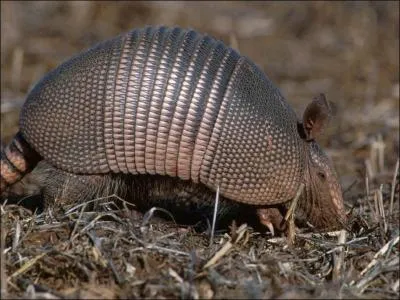 Vrai ou faux ? Le tatou donne toujours naissance  des jumeaux.