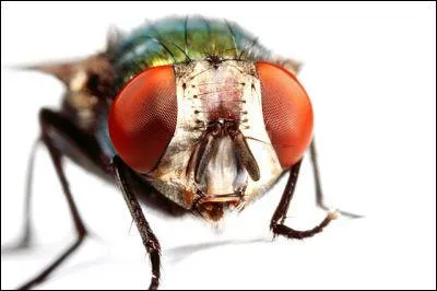 Finissons en chanson : le bourdonnement d'une mouche est de la tonalit d'un fa .