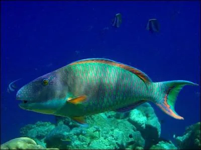Ce poisson dort dans un cocon fait de son mucus ?