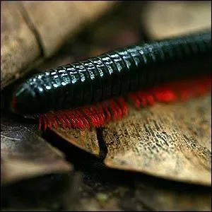 Le mille-pattes n'a pas mille pattes ?