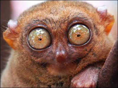Le tarsier n'est pas capable de marcher donc il saute .