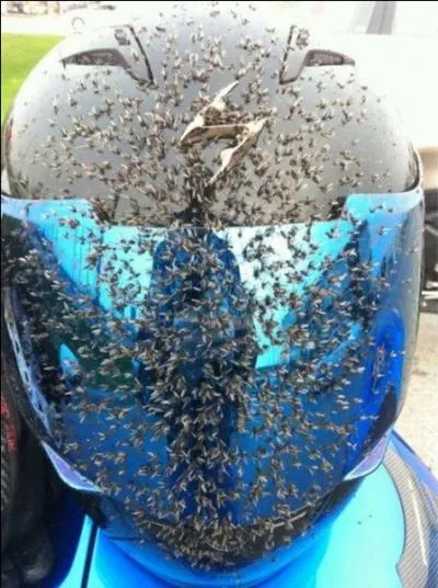 Au vu de l'illustration, le  casque de moto  est le meilleur des... ?