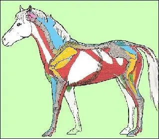 Les muscles ! Quel est le rle des muscles extenseurs et des muscles releveurs ?