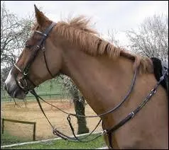 Quel est l'usage principal d'un collier de chasse ?