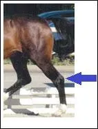 Quelle partie des postrieurs montre la flche bleue ?