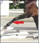 Quelle partie des antrieurs montre la flche rouge ?