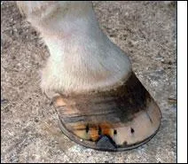 A quoi sert la ferrure ?