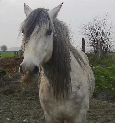 Qu'est ce qu'un pi ?