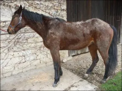 Qu'est qu'une seime ?