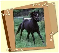 Quel est le deuxime cheval de Stphanie ?