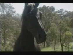 L'ancien cheval de Raphal, un ami de Lisa, s'appelle ?