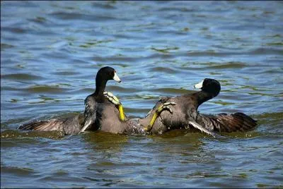 En 1893, se droula, entre Jake Burke et Andy Bowen, le plus long combat de boxe (avec rgles) de tous les temps, il dura ...