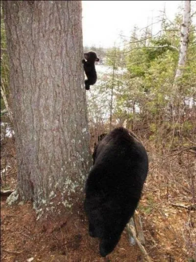 L'ours noir peut tre blanc !