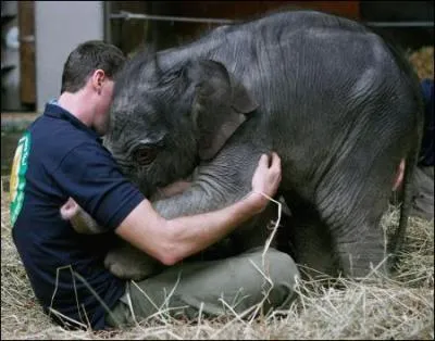 Dans lequel de ces trois films peut-on voir l'animal de la photo ?