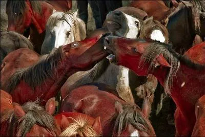 Terminez cette citation d'Herv Lauwick : Les Anglaises adorent les chevaux mais elles semblent ignorer ...