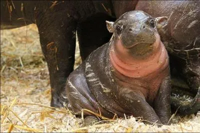 D'aprs la photo, de ces trois chanes de restaurants, laquelle est spcialise dans la cte de boeuf , accompagne de frites allumettes ?