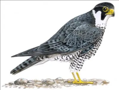 Quelle star pourrait tre dcrite par ce dessin/image ?