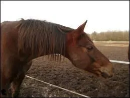 Quels sont les intrus parmi la famille des autres ?