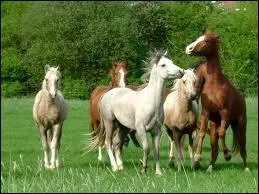 O trouve-t-on gnralement les poneys ?