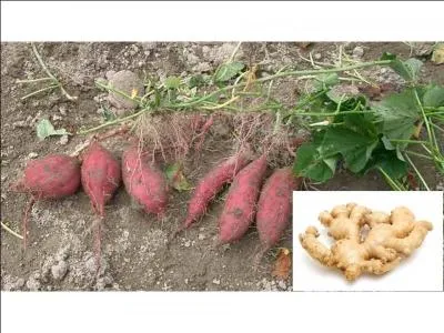 Sans alcool,  base de mil ou de mas, spcialit du pays haoussa, cette boisson traditionnelle a conquis le Nigria grce aux soldats originaires du nord. Breuvage bourratif, le kunu a une valeur nutritionnelle importante. Que faut-il ajouter au mil, sorgho ou mas pour l'obtenir ? (2 rponses)