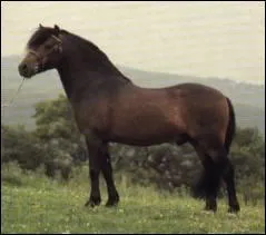 Quelle est cette race ?